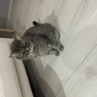 British Longhair, Kedi  Thor fotoğrafı