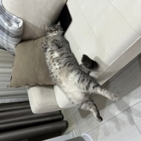 British Longhair, Kedi  Thor fotoğrafı