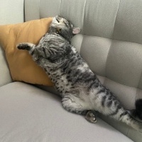 British Longhair, Kedi  Thor fotoğrafı