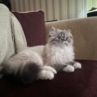 İran Kedisi (Persian), Kedi  Cesur fotoğrafı