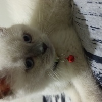 Colorpoint Shorthair, Kedi  Prens Pars fotoğrafı