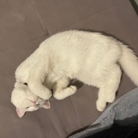 Scottish Fold, Kedi  Pamuk fotoğrafı