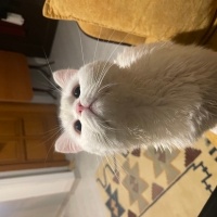 Scottish Fold, Kedi  Pamuk fotoğrafı