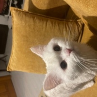 Scottish Fold, Kedi  Pamuk fotoğrafı