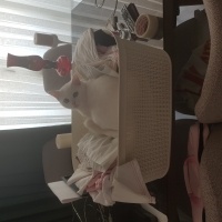 American Shorthair, Kedi  Craft fotoğrafı