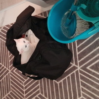 American Shorthair, Kedi  Craft fotoğrafı