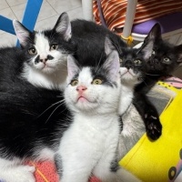 Tuxedo (Smokin) Kedi, Kedi  Süslü fotoğrafı
