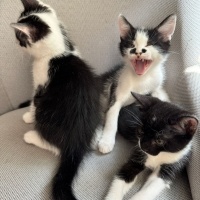 Tuxedo (Smokin) Kedi, Kedi  Süslü fotoğrafı