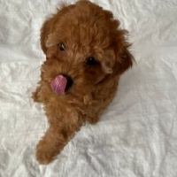 Poodle (Minyatür Kaniş), Köpek  Tarçın fotoğrafı