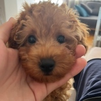 Poodle (Minyatür Kaniş), Köpek  Tarçın fotoğrafı