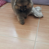 Pomeranyalı, Köpek  PEPSİ  fotoğrafı