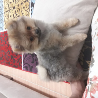 Pomeranyalı, Köpek  PEPSİ  fotoğrafı