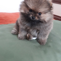 Pomeranyalı, Köpek  PEPSİ  fotoğrafı