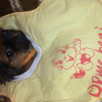 Pekingese, Köpek  Duffy fotoğrafı