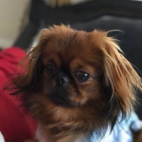Pekingese, Köpek  Duffy fotoğrafı