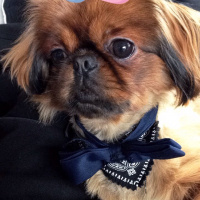 Pekingese, Köpek  Duffy fotoğrafı