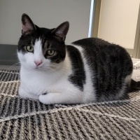 Tekir Kedi, Kedi  Bonnie fotoğrafı