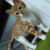 Tekir Kedi, Kedi  Shera fotoğrafı