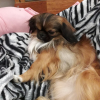 Pekingese, Köpek  paşa fotoğrafı