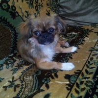 Pekingese, Köpek  paşa fotoğrafı