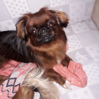 Pekingese, Köpek  paşa fotoğrafı