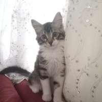 Tekir Kedi, Kedi  Bücür fotoğrafı