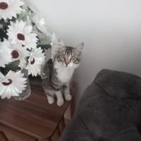 Tekir Kedi, Kedi  Bücür fotoğrafı