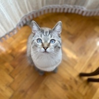 British Shorthair, Kedi  Gofret fotoğrafı