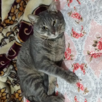 Mavi Rus, Kedi  Kesh :) fotoğrafı