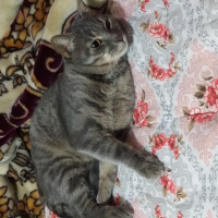 Mavi Rus, Kedi  Kesh :) fotoğrafı