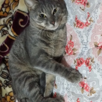 Mavi Rus, Kedi  Kesh :) fotoğrafı