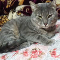 Mavi Rus, Kedi  Kesh :) fotoğrafı