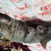 Mavi Rus, Kedi  Kesh :) fotoğrafı