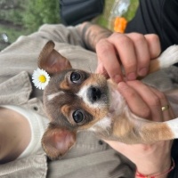 Chihuahua, Köpek  Daisy fotoğrafı