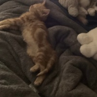 Tekir Kedi, Kedi  Tarçın fotoğrafı