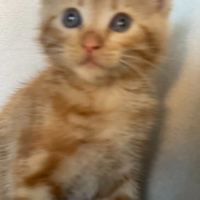 Tekir Kedi, Kedi  Tarçın fotoğrafı