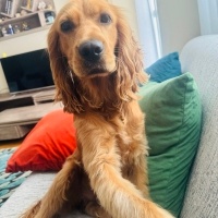 İngiliz Cocker Spaniel, Köpek  Alex fotoğrafı