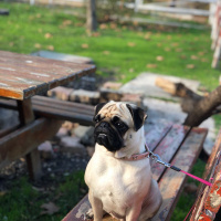 Pug, Köpek  Eva fotoğrafı