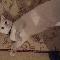 Ankara Kedisi, Kedi  Pamuk fotoğrafı