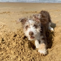 Jack Russell Terrier, Köpek  TEDDY fotoğrafı