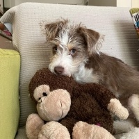 Jack Russell Terrier, Köpek  TEDDY fotoğrafı