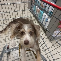 Jack Russell Terrier, Köpek  TEDDY fotoğrafı