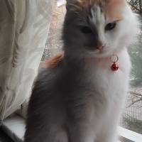 Sarman, Kedi  Seda fotoğrafı