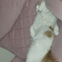 Sarman, Kedi  Seda fotoğrafı