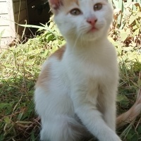Sarman, Kedi  Seda fotoğrafı