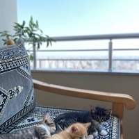 Tekir Kedi, Kedi  Tatlı sevecen yavrular yeni sahiplerini arıyor ☺️ fotoğrafı