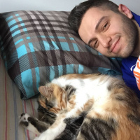 Tekir Kedi, Kedi  Şeftali fotoğrafı
