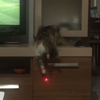 Tekir Kedi, Kedi  Şeftali fotoğrafı