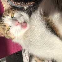 Tekir Kedi, Kedi  Odin fotoğrafı