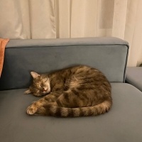 Tekir Kedi, Kedi  Şipidik fotoğrafı